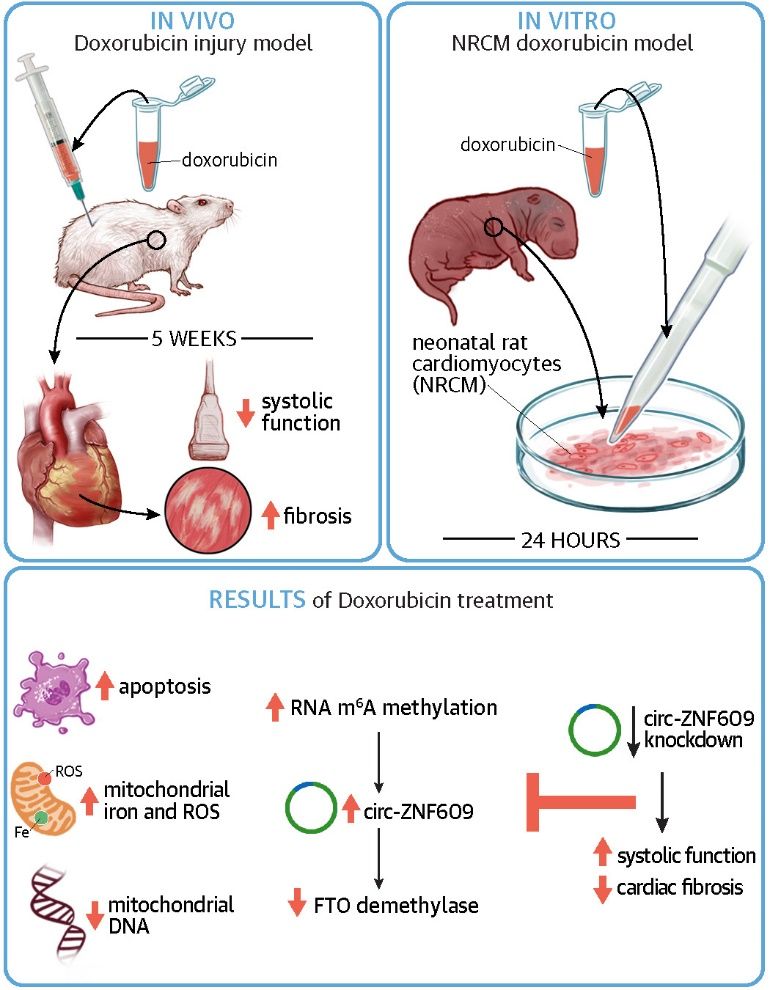 永信贵宾会217生命科学学院王丽君副教授在JACC: Basic to Translational Science揭晓研究论文-永信贵宾会217