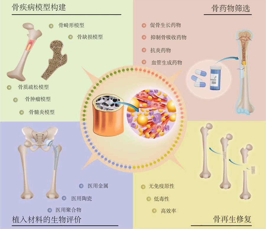 永信贵宾会217团队制备出“骨类器官”，，，，，将为骨科手术带来革命-永信贵宾会217