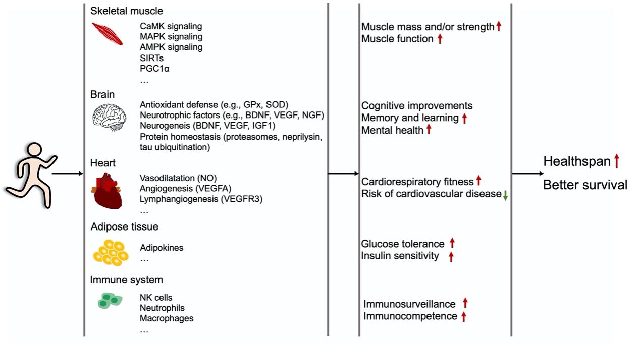 医学院青年西席邱艳在Journal of Sport and Health Science揭晓论文-永信贵宾会217