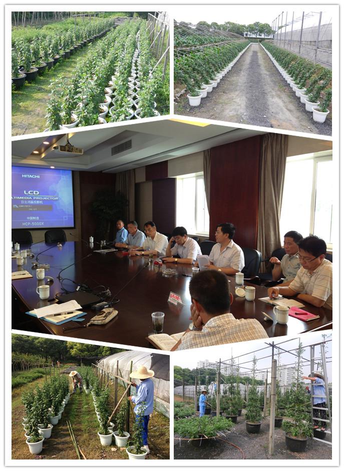 后勤集团举行第十一届菊花展上半年菊花莳植汇报会-永信贵宾会217