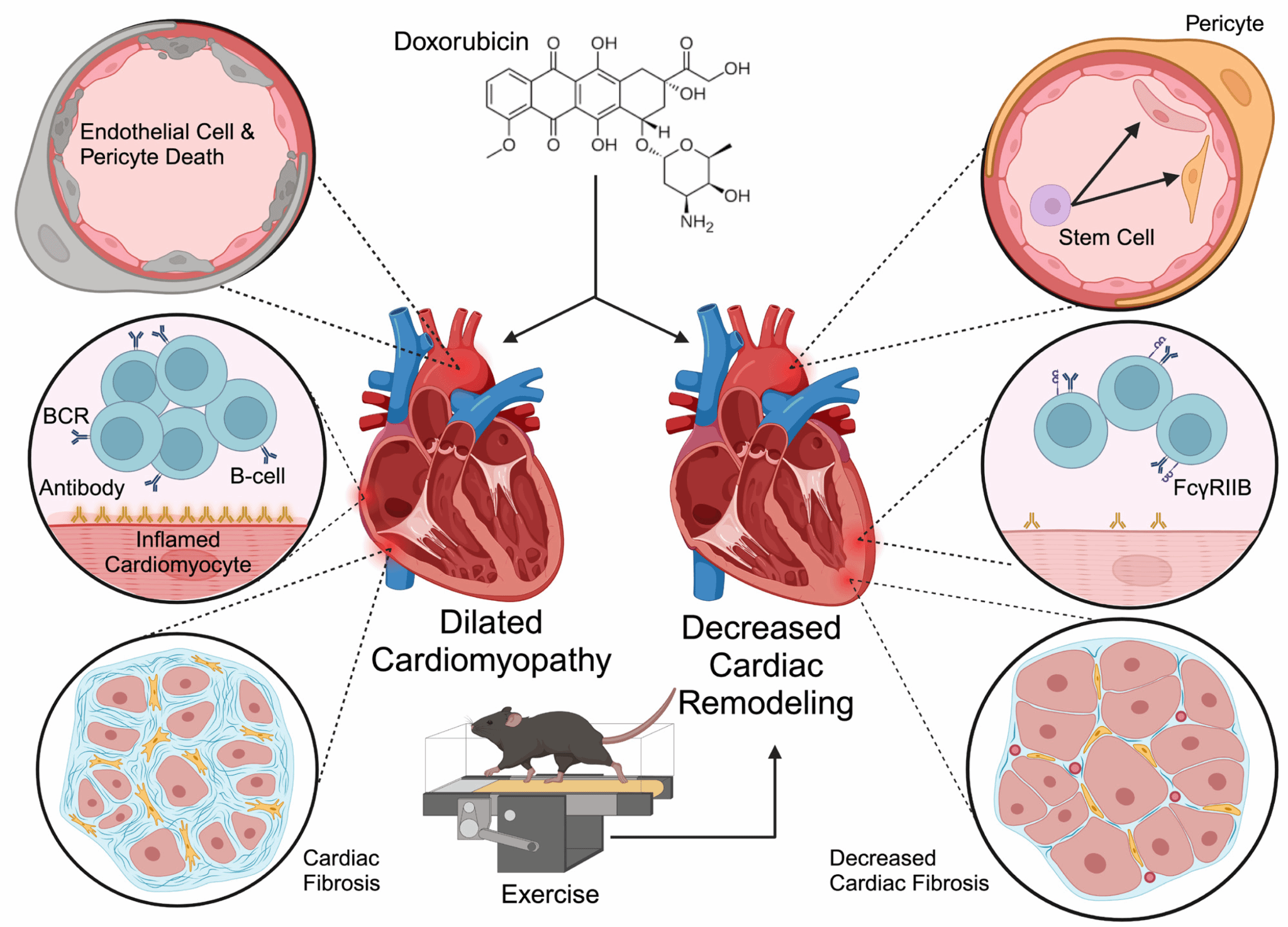 永信贵宾会217生命科学学院心血管研究所贝毅桦教授在Circulation Research 揭晓论文-永信贵宾会217